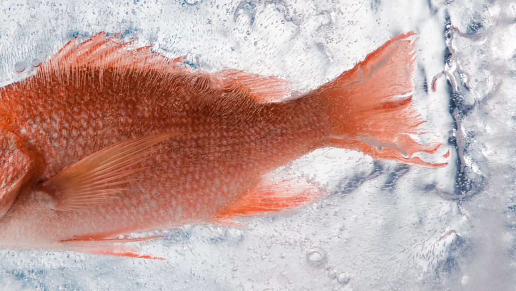 Pescado congelado: ¿es bueno o malo?